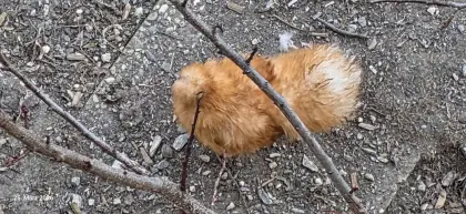 Zwergseidenhahn zu verschenken