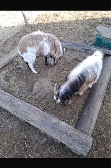 Zwergziege Kamerunschaf