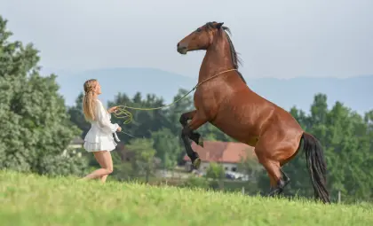 Vielseitige, fein gerittene Warmblutstute