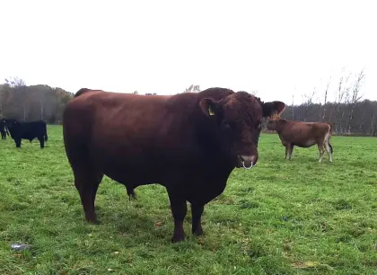 Angus Deckbulle/Zuchtbulle mit Biostatus, Herdbuch