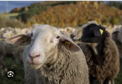 Suche Schafe