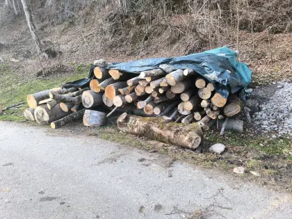 Rundholzstämme Buche, Esche, Ulme Nutz- bzw. Brennholz