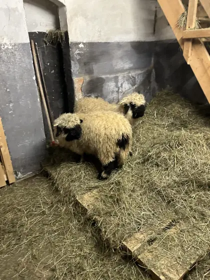 Walliser Schwarznasen Auen