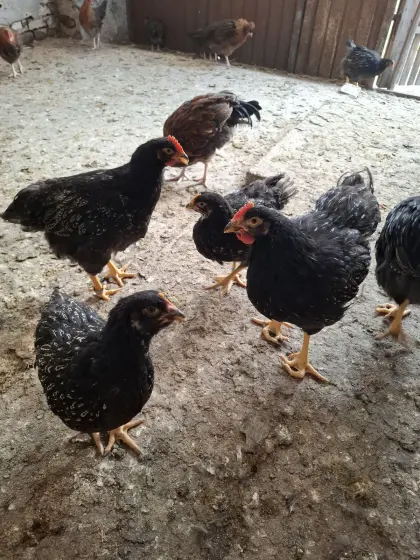 Barnevelder und Altsteirer Hähnchen