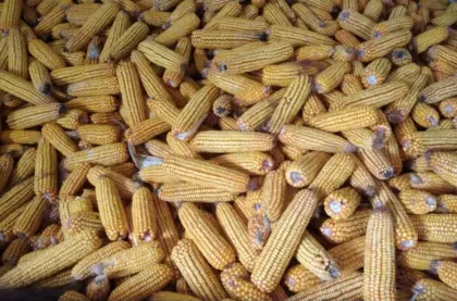 Maiskolben Ernte 2025