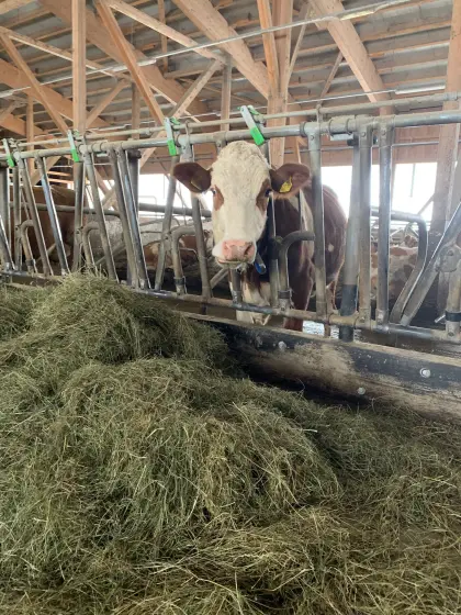 Bio Fleckvieh Milchkuh