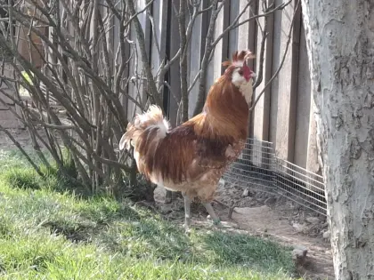 Brabanter Chamois Hahn