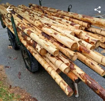 Lärchenstangen, Lärchenranteln