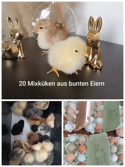 Mixküken aus bunten Eiern