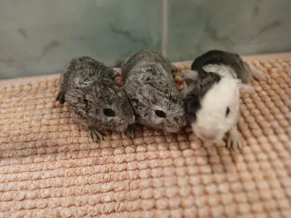 US Teddy Meerschweinchen