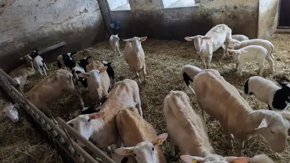 Ostfriesische Milchschafe zu verkaufen