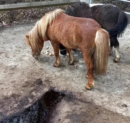 Mini-Pony