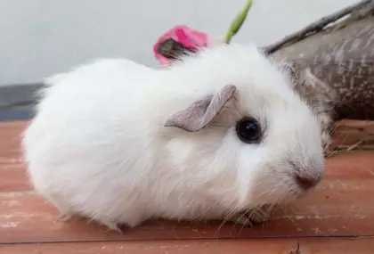 Glatthaar Meerschweinchen Unifarben und California