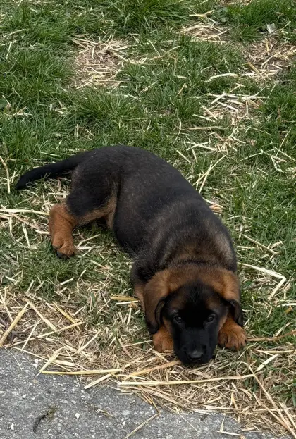 Schäfer-Bayrischer Gebirgsschweißhundmix