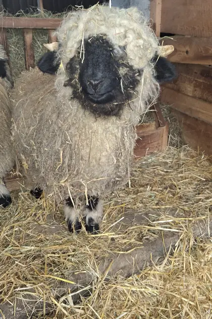 Walliser Schwarznasenlamm wbl.