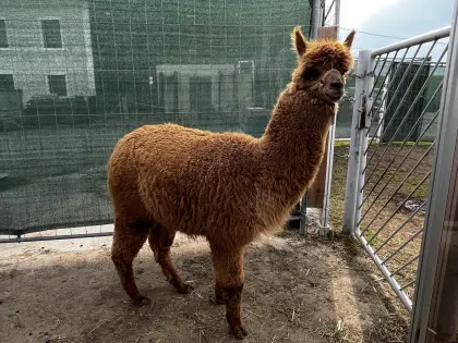 Alpaka Junghengst, halfterführig, wandererprobt