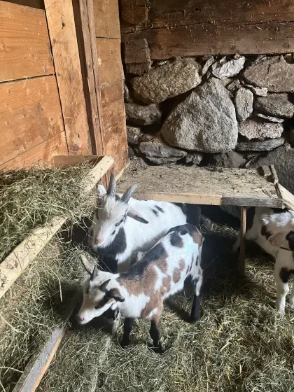 Ziegenböcke Tauernschecken