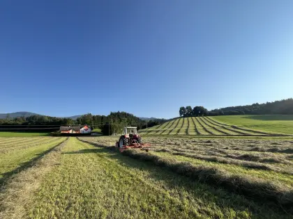 1er, 2der, 3der Schnitt zu verkaufen