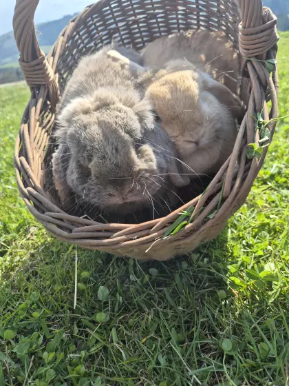 Minilop Zuchtpärchen