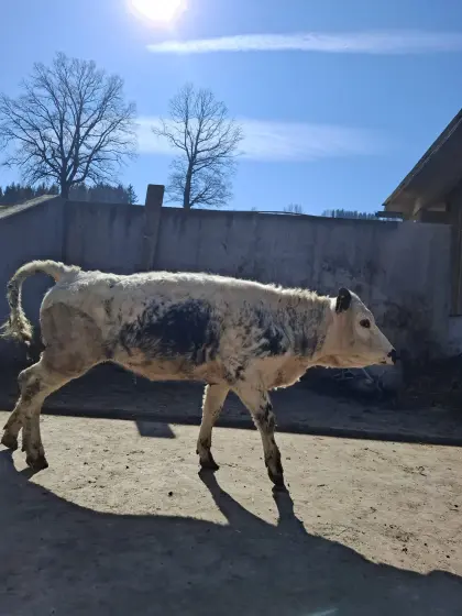 Pustertaler Sprinzen Zwillinge / Weißblaue Belgier Kalb w