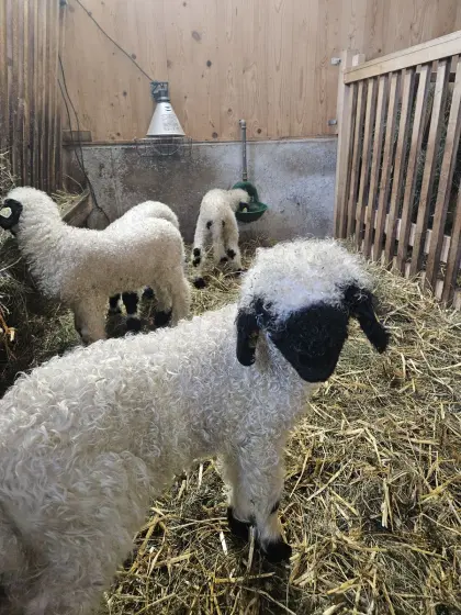 Walliser Schwarznasenschafe