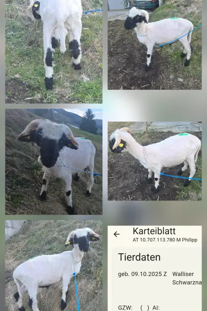 Walliser Schwarznasenwidder aus HB Betrieb