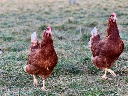 BIO LEGEHENNEN abzugeben