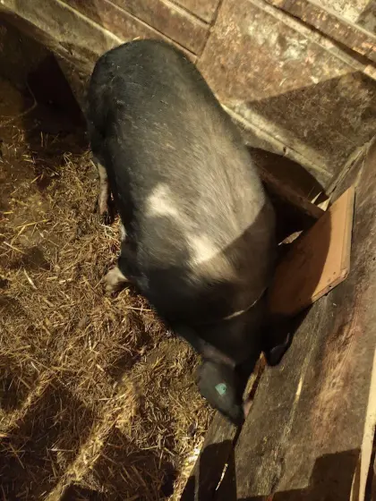 Reinrassige Berkshire Sau zu verkaufen