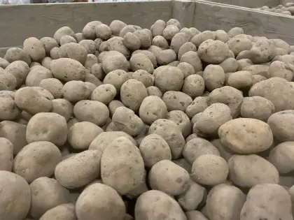 Futterkartoffel Bio