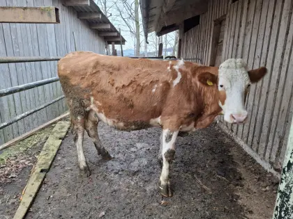 Mutterkuh hochträchtig