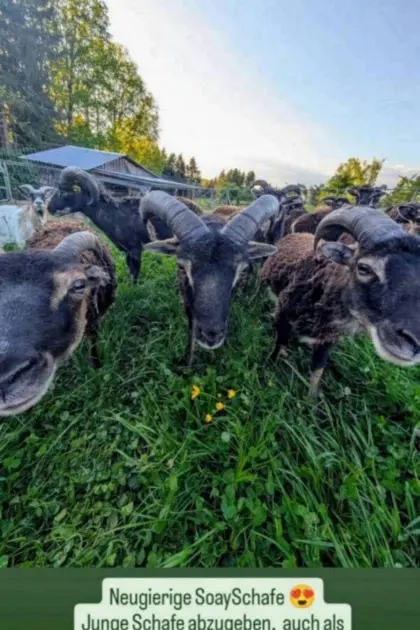 Bio Soayschafe
