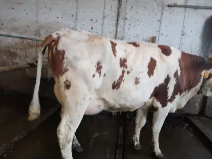 Bio Fleckvieh Erstlingskuh