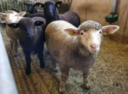 Suche das ganze Jahr Lämmer und Altschafe