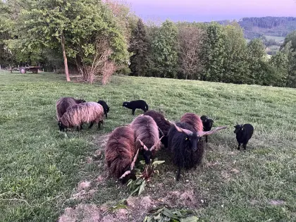 Zuchtstamm Schafherde Zackelschafe Herdbuchzucht 12 Tiere