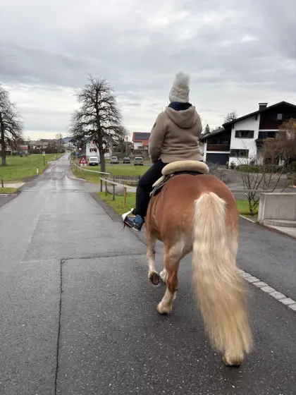 Haflinger Stute