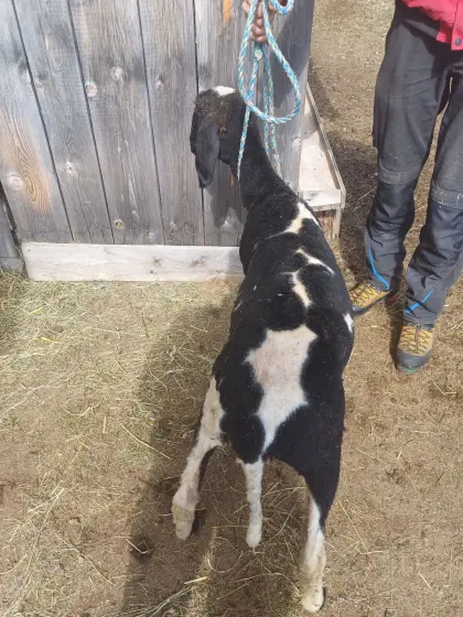 Geschecktes Bergschaf