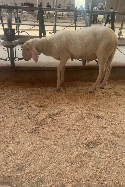 Tiroler Bergschaf HB Widder