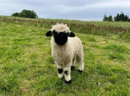 Walliser Schwarznasenschaf Jungwidder Bock