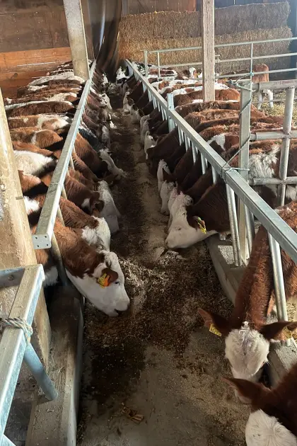 Zinsenfrei bis Mastende!