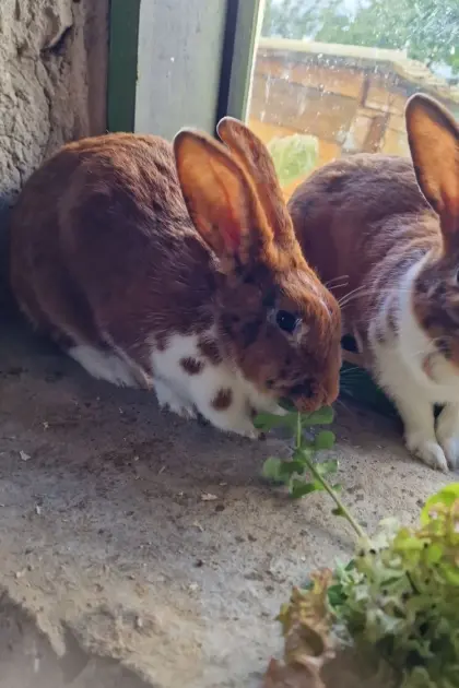 2 Rexkaninchen Häsinnen
