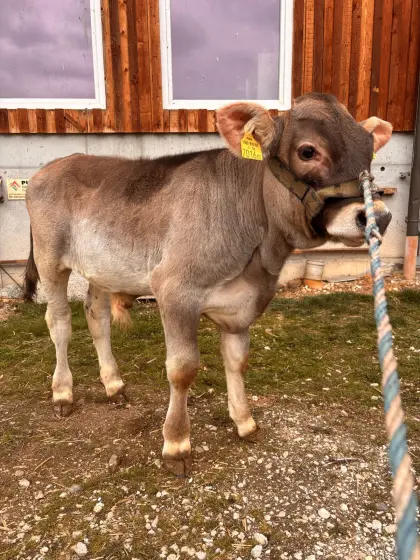 Brown Swiss Zuchtstierkalb