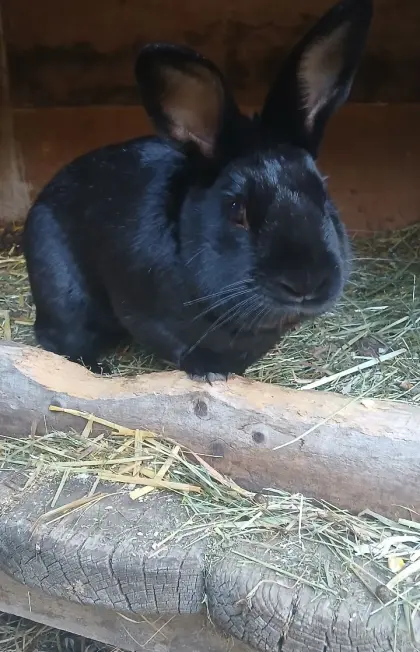 Riesenscheck Rammler zum Decken