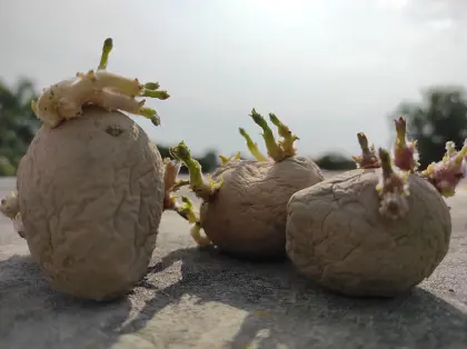 Bio-Saatkartoffel vorgekeimt