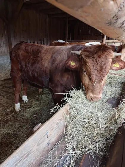 Limousine/Vorderwälder-Bulle 13,5 Monate alt