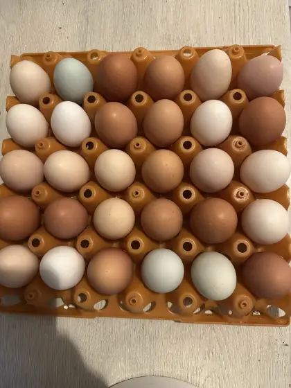 Bruteier von Mischlingshühnern