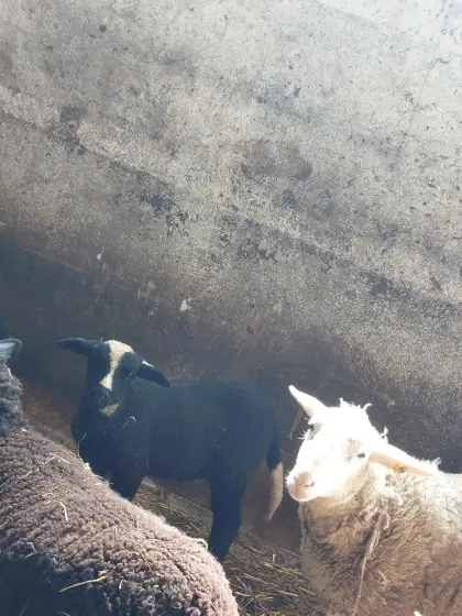 Schöne Jura Berrichon Böcke