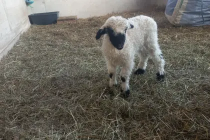 Walliser Schwarznasenschaf