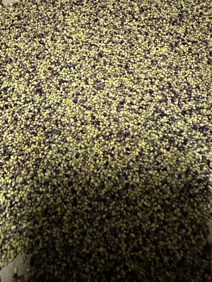 Rotklee (Steirerklee)