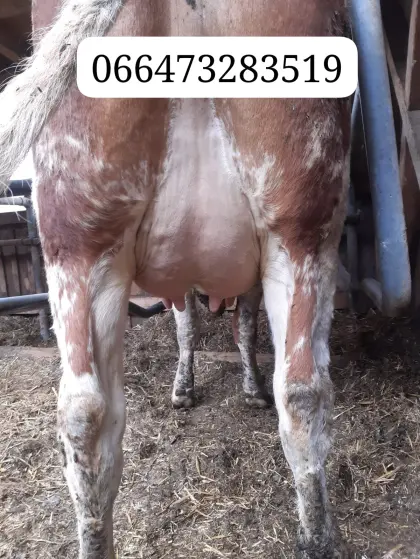 Fleckvieh Erstlingskuh