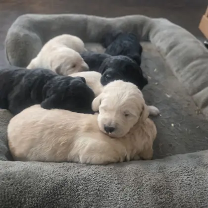 Labradoodle F1 Welpen vom Biobauernhof